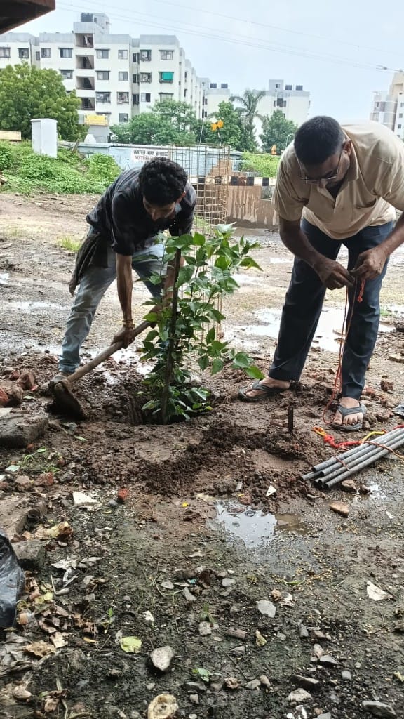 Volunteers planting and securing a sapling in Ahmedabad